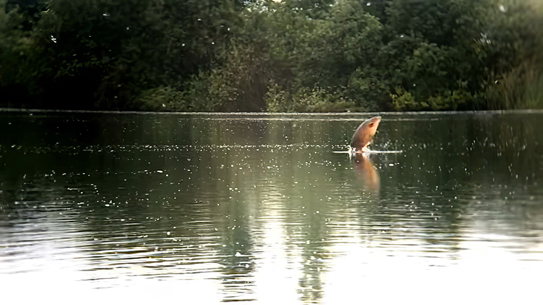 Welcome_Lake_Beauregard